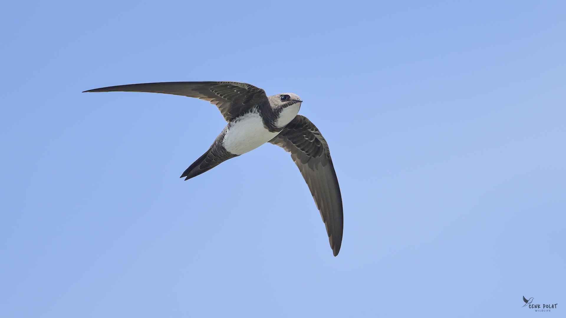 Alpine Swift